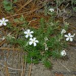 Leptosiphon floribundus Habit