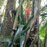 Aechmea nudicaulis Other