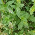 Mimulus ringens Feuille