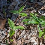 Uvularia sessilifolia পাতা