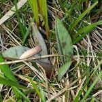 Erythronium albidum Folha