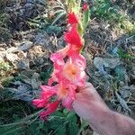 Gladiolus communisFlower