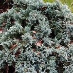 Juniperus squamata Fuelha