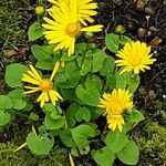 Doronicum columnae Virág