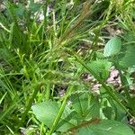 Carex sylvatica Habit