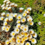 Asteriscus schultzii Flower