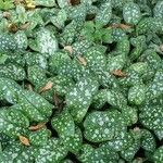 Pulmonaria officinalis পাতা