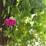 Lophospermum erubescens 花