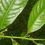 Cestrum racemosum Leaf