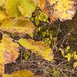 Ulmus rubra Leaf