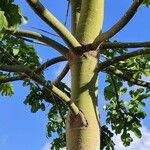 Brachychiton acerifolius Rusca