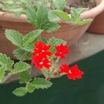 Glandularia peruviana 葉