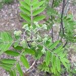 Sorbus aucuparia Leaf