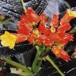 Chrysothemis pulchella Flower