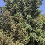 Picea smithiana অভ্যাস