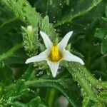 Solanum triflorum Õis