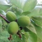 Prunus armeniaca Fruit