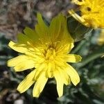 Scorzonera austriaca Flower