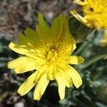 Takhtajaniantha austriaca Flower