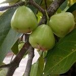 Syzygium aqueum ഫലം