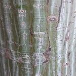 Acer davidii Bark