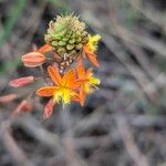 Bulbine frutescens Fleur