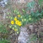 Inula spiraeifolia Flower