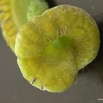 Ophioglossum pendulum Fruit