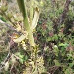 Kalanchoe lanceolata Лист