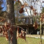 Quercus bicolor Blatt