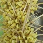 Lomandra longifolia Flor