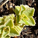 Coleus neochilus Leaf