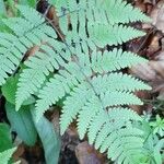 Gymnocarpium robertianum Hoja