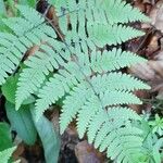 Gymnocarpium robertianum Leaf