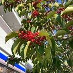 Ilex rotunda Fruit