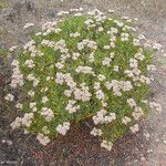 Eriogonum arborescens Hábitos