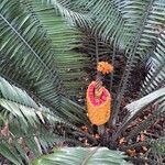 Encephalartos villosus Gyümölcs