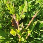 Oxygonum sinuatum Leaf