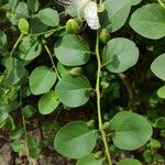 Capparis spinosa Агульны выгляд