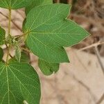 Gossypium herbaceum Frunză