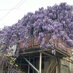 Wisteria sinensisBlüte