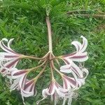 Crinum bulbispermum Floro