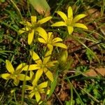 Gagea peduncularis Flower