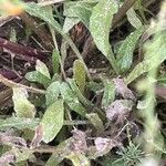 Lepidium graminifolium Foglia