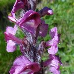 Pedicularis rostratospicata 花