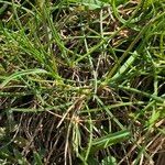 Festuca rubra Leaf