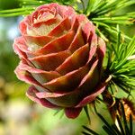 Larix kaempferi Froito