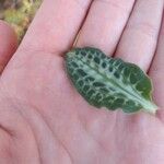 Goodyera oblongifolia Leaf