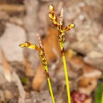 Carex digitata Плід