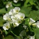 Ipomoea corymbosaBlüte